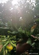 [期货配资公司]从陈皮的基本面分析其未来行情走势